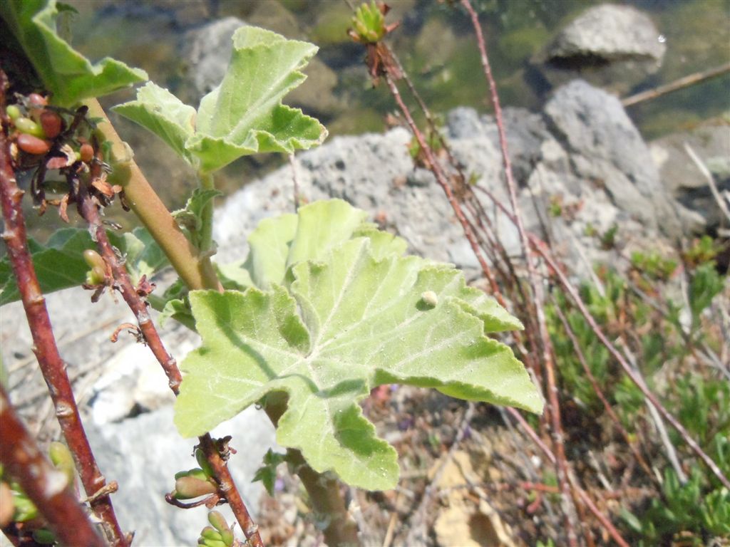 Malva veneta / Malvone maggiore